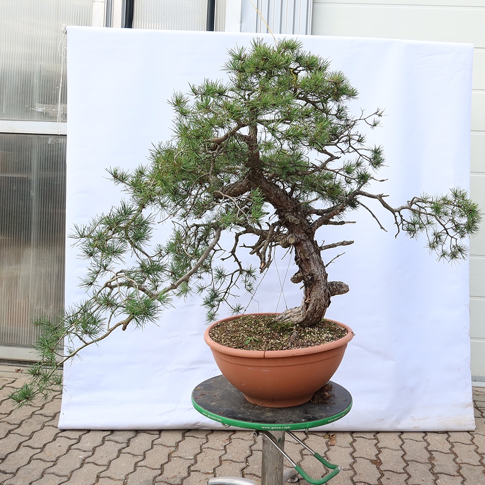 Pinus sylvestris Spagna - pino silvestre
