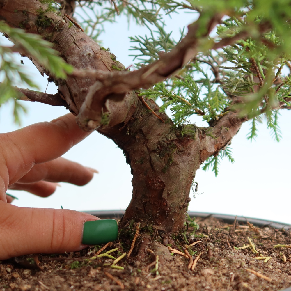 Bonsai da esterno - Juniperus chinensis Itoigawa-Juniperus chinensis