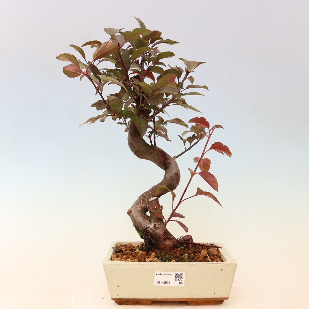Bonsai da esterno -Malus domestica - Melo a piccoli frutti a foglie rosse