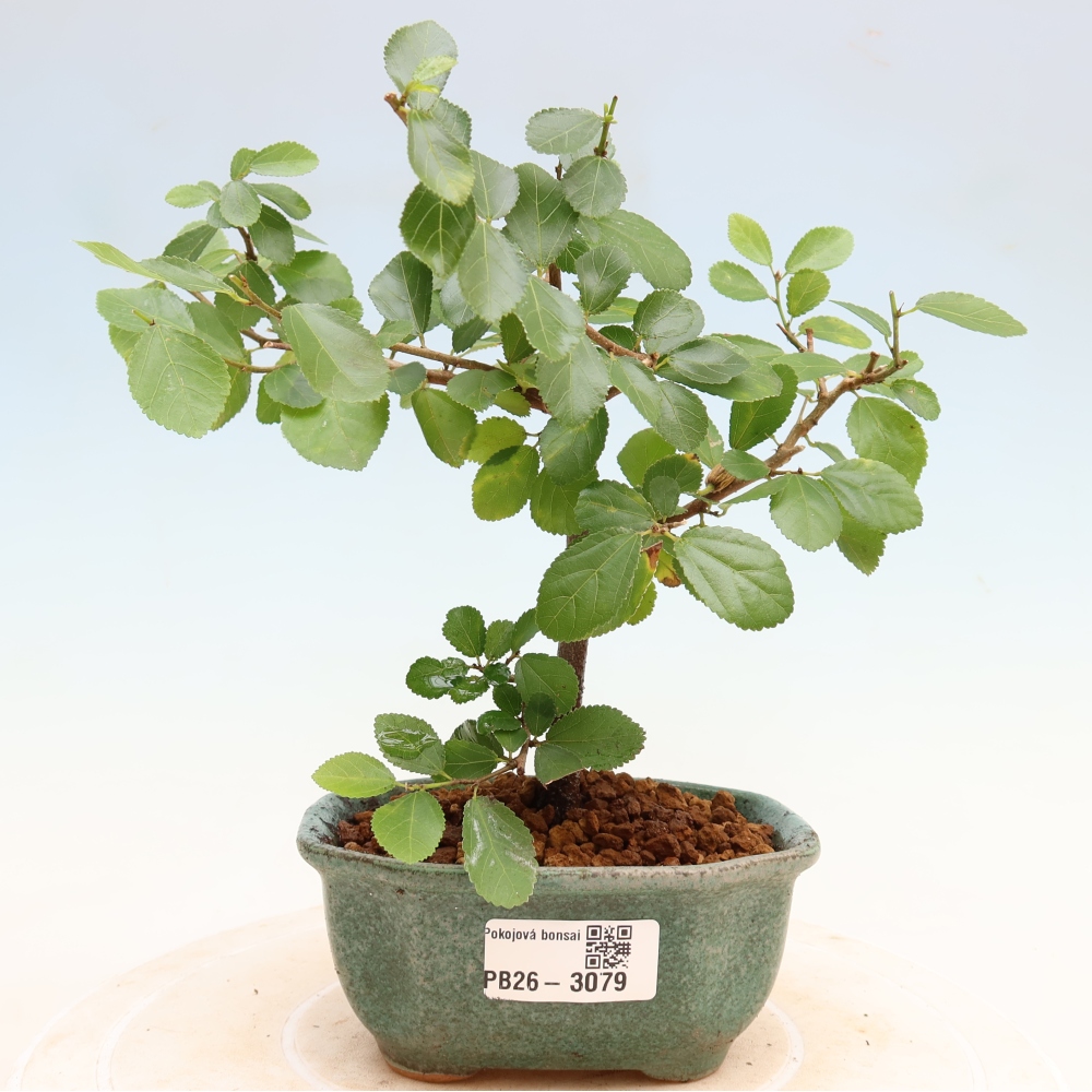 Bonsai da interno - Grewia occidentalis - Stella di mare alla lavanda
