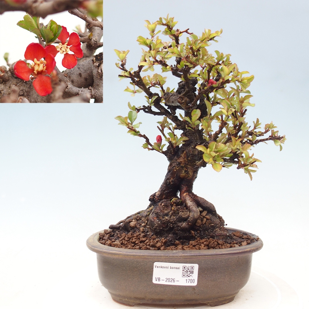 Bonsai da esterno - Chaneomeles speciosa - Cotogno