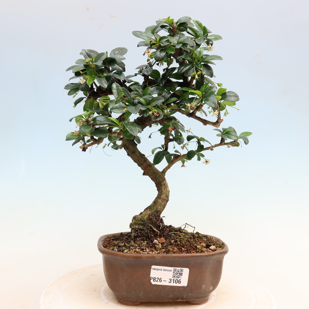 Camera bonsai - Carmona macrophylla - Tea fuki