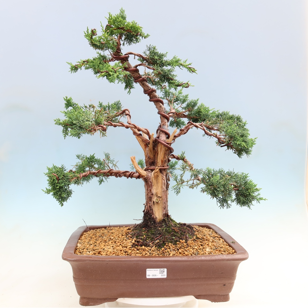 Bonsai da esterno - Juniperus chinensis Kishu