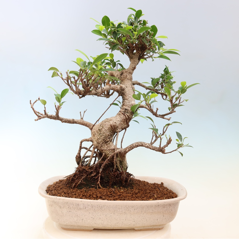 Camera bonsai - Ficus kimmen - ficus a foglie piccole