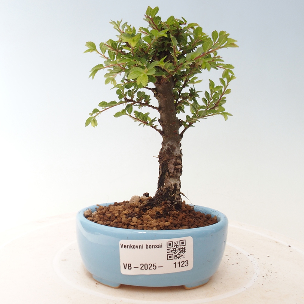 Bonsai da esterno - Ulmus parvifolia Sagei - Olmo a foglie piccole