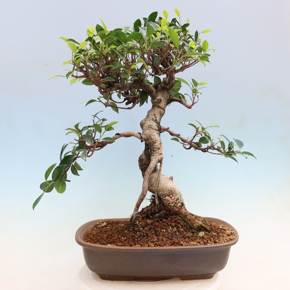 Camera bonsai - Ficus kimmen - ficus a foglie piccole