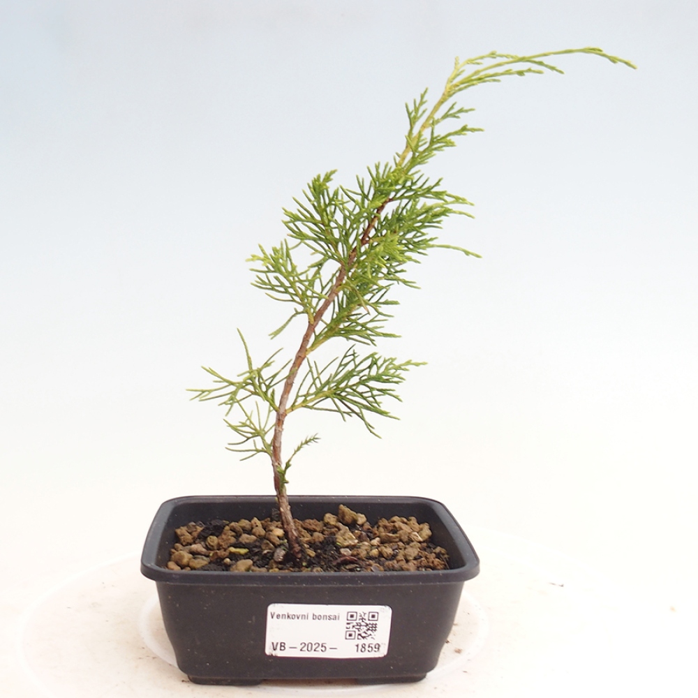 Bonsai da esterno - Juniperus chinensis Itoigawa