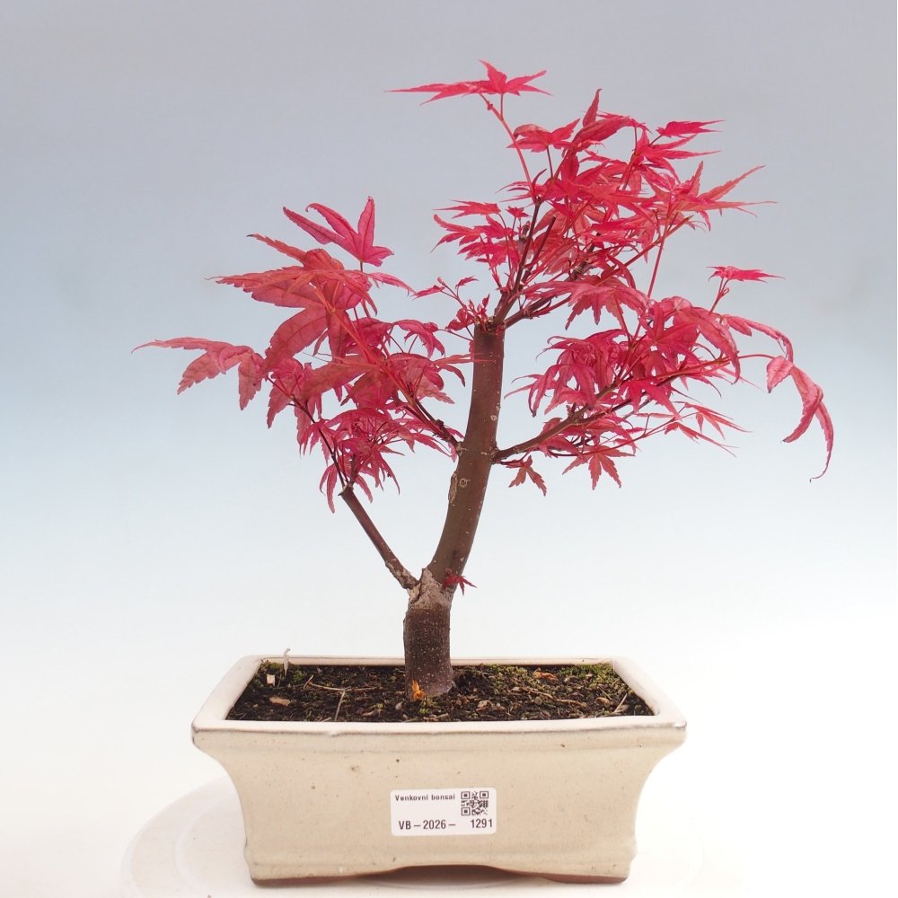 Bonsai da esterno - Acer palmatum DESHOJO