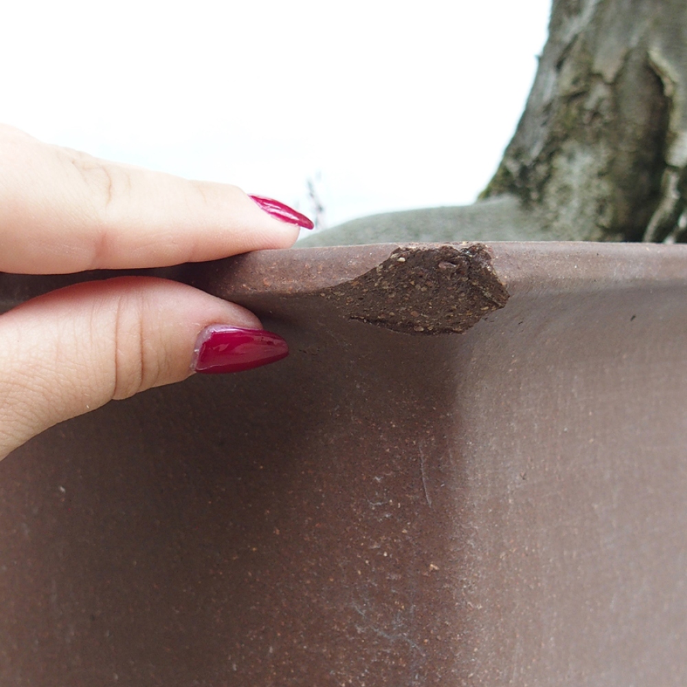 Bonsai da esterno - Carpino - Carpinus betulus