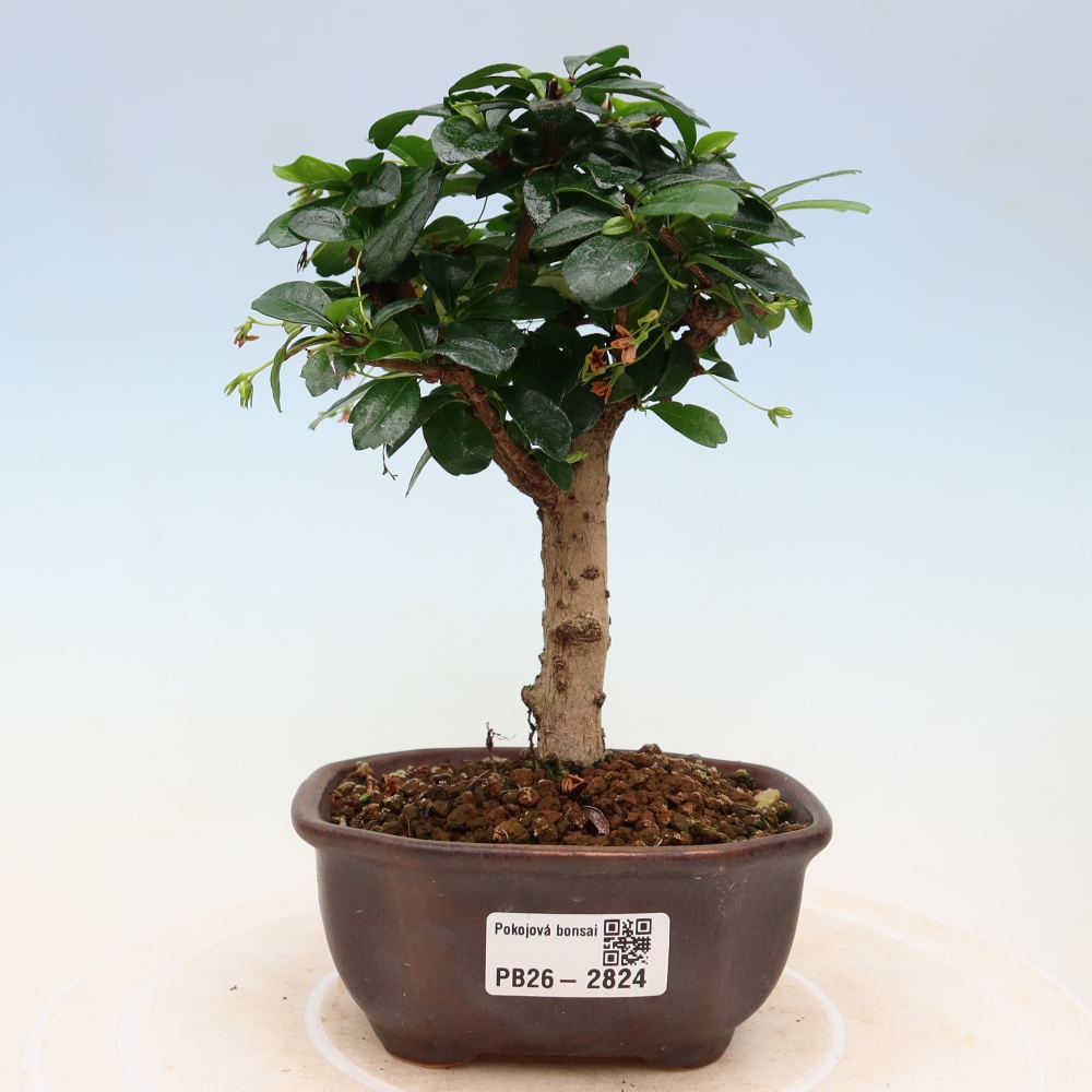 Camera bonsai - Carmona macrophylla - Tea fuki