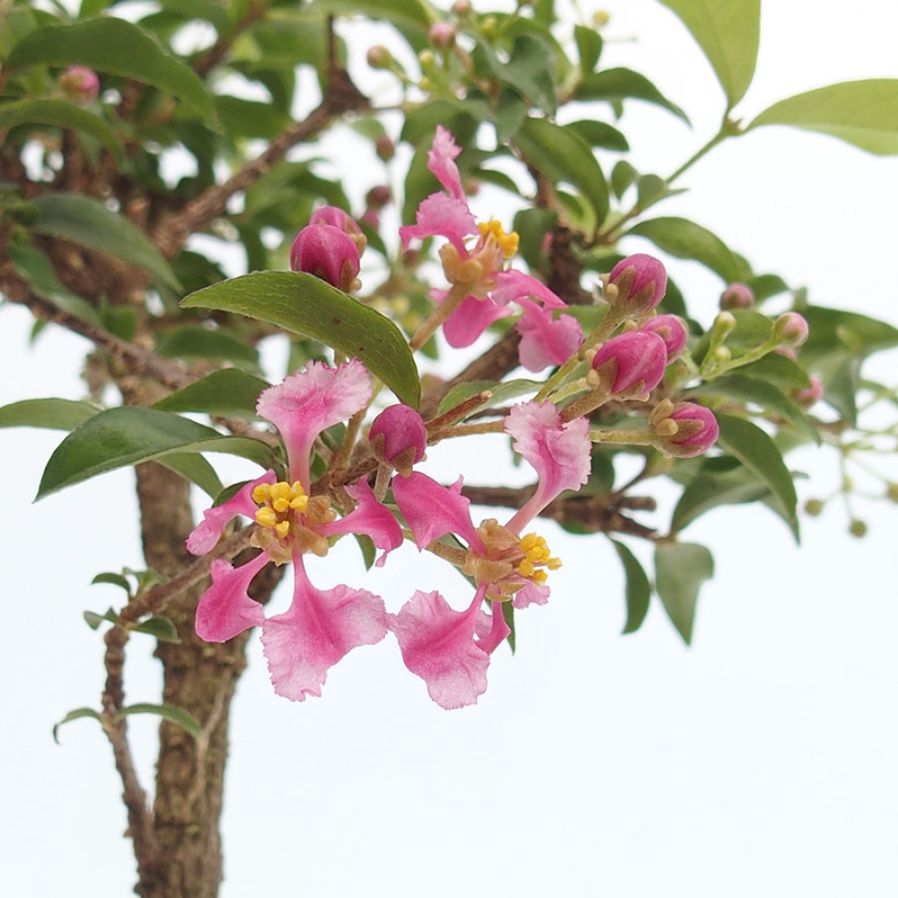 Bonsai da interno - Malpighia delle Barbados - Malpighia glabra 