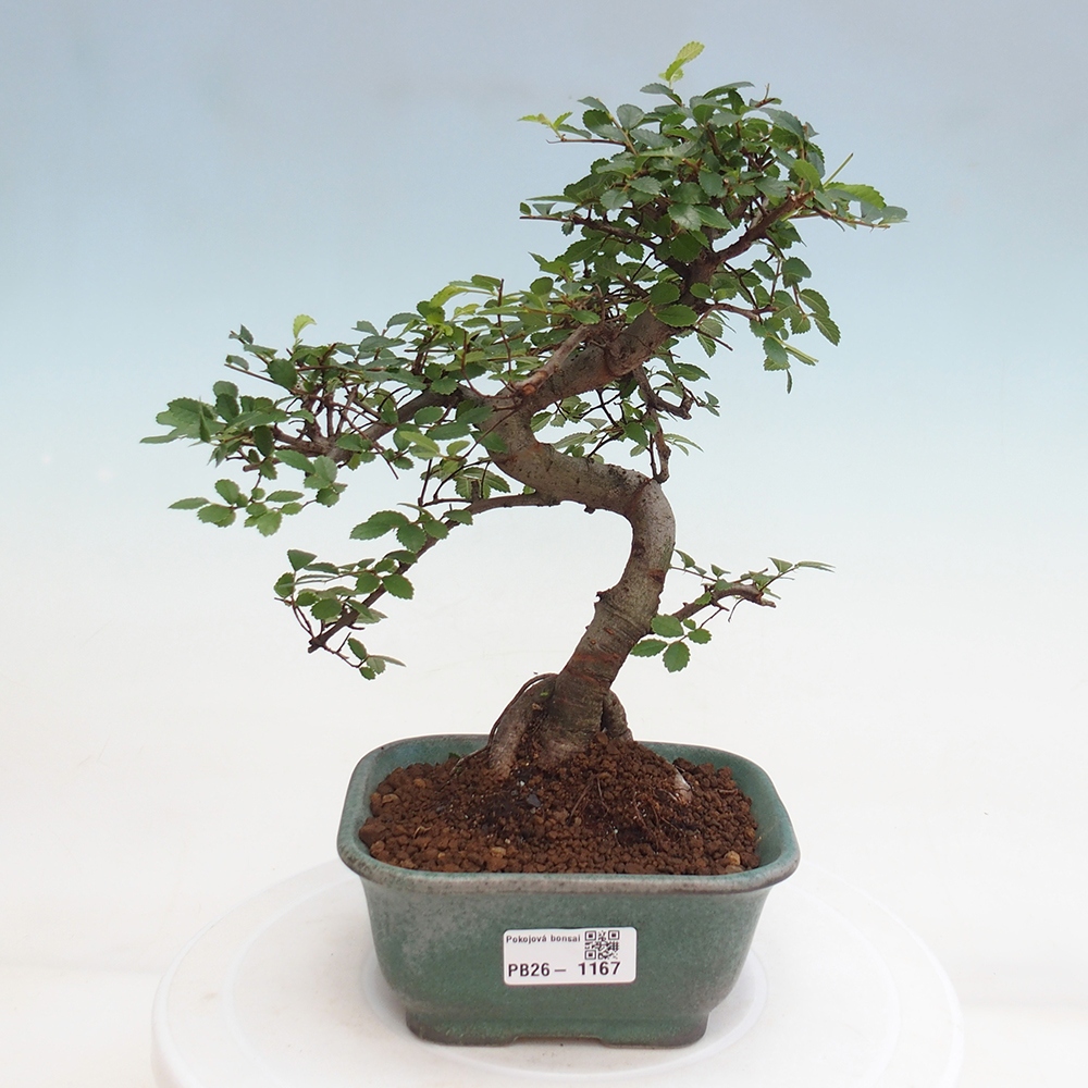 Camera bonsai - Ulmus parvifolia - Olmo a foglie piccole