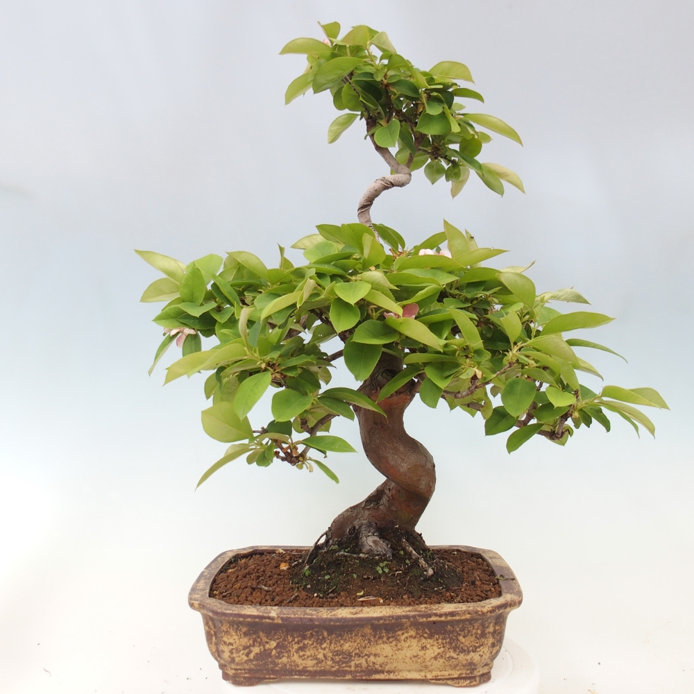 Bonsai da esterno - Pseudocydonia sinensis - Cotogno cinese