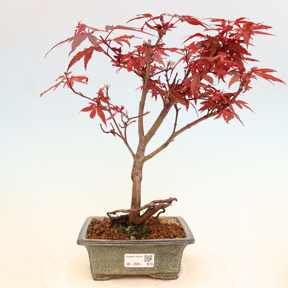 Bonsai da esterno - Acero palmatum - Acer palmatum Berry Broom 