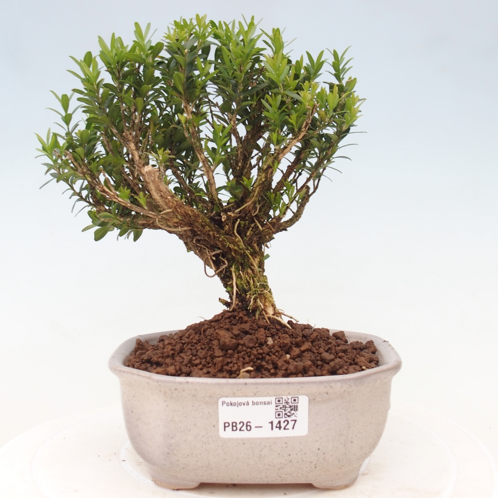 Camera bonsai - Buxus harlandii - buxus da sughero