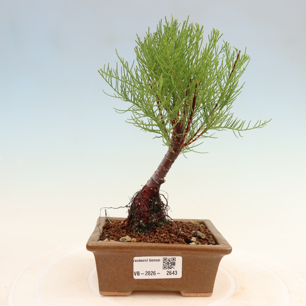 Bonsai da esterno - Tamarisco - Tamarix