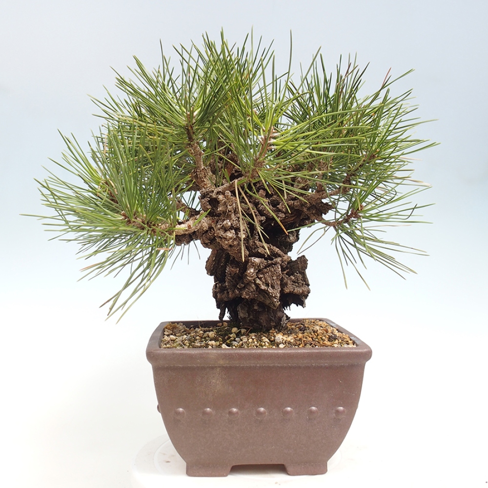 Bonsai da esterno - Pinus thunbergii - Pino di Thunberg