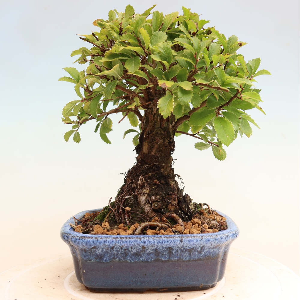 Bonsai da esterno - Zelkova - Zelkova NIRE