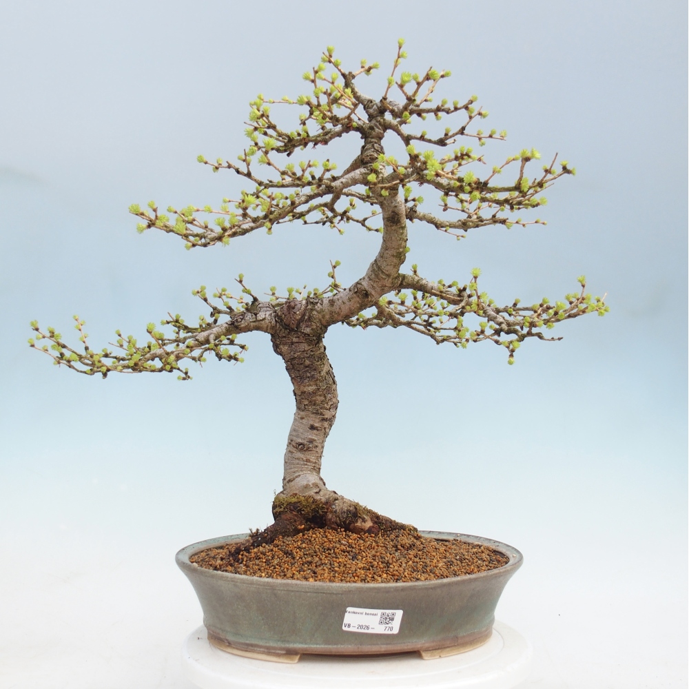 Bonsai da esterno -Larix decidua - Larice