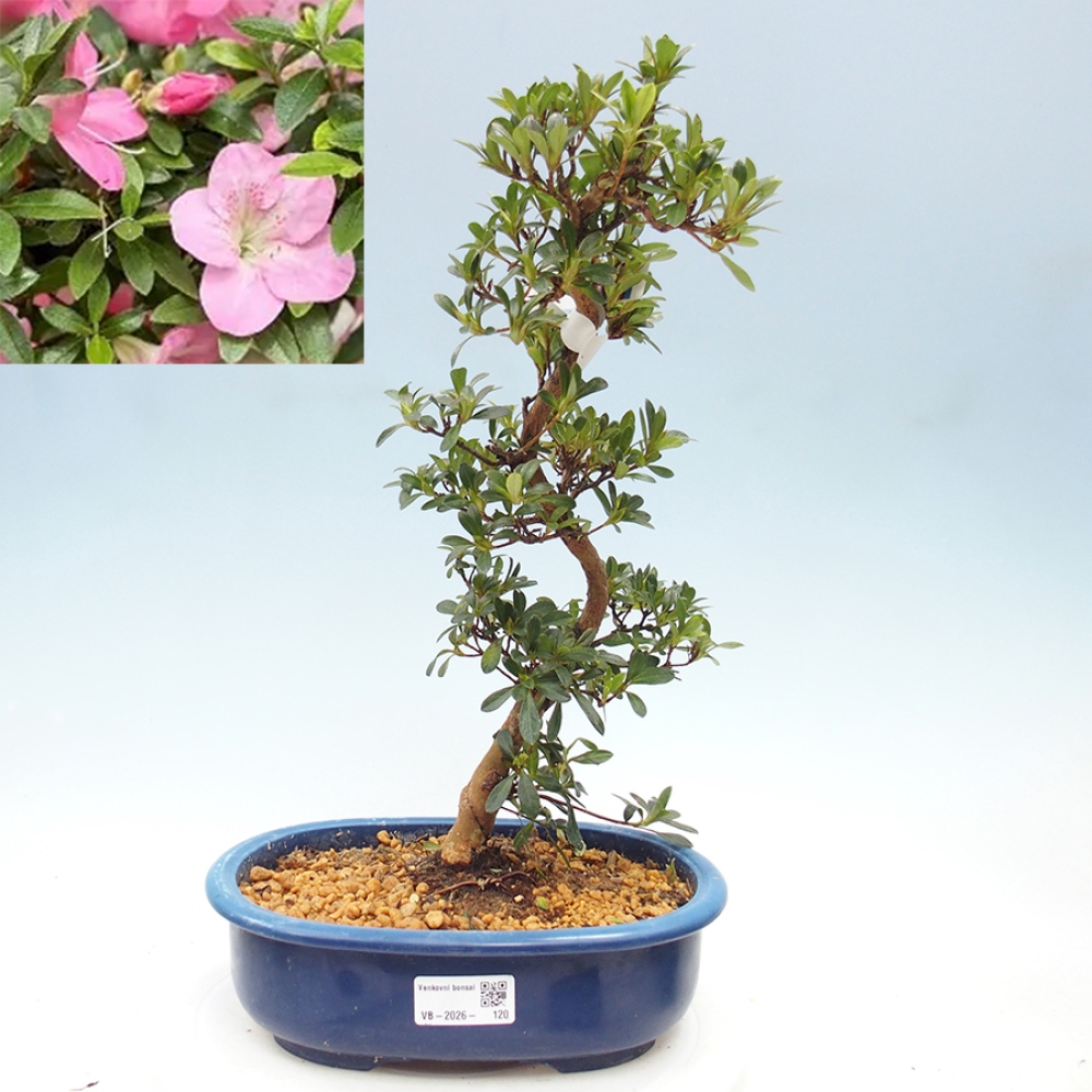 Bonsai da esterno - Azalea giapponese - Azalea Santoka