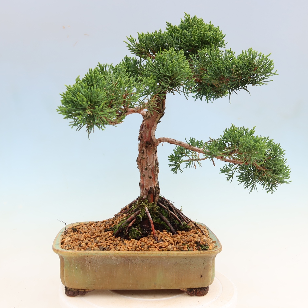 Bonsai da esterno - Juniperus chinensis Kishu