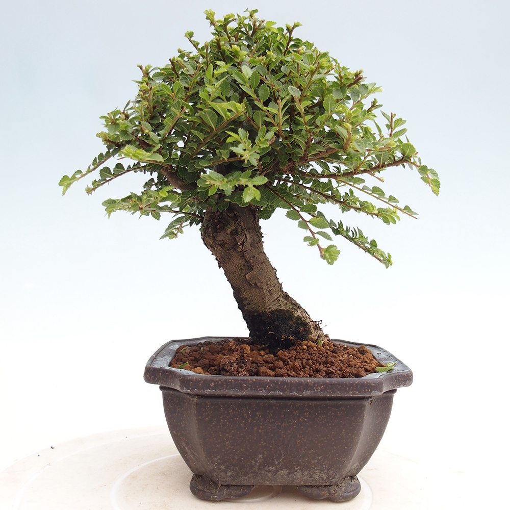 Bonsai da esterno - Ulmus parvifolia Hokkaido - Olmo cinese