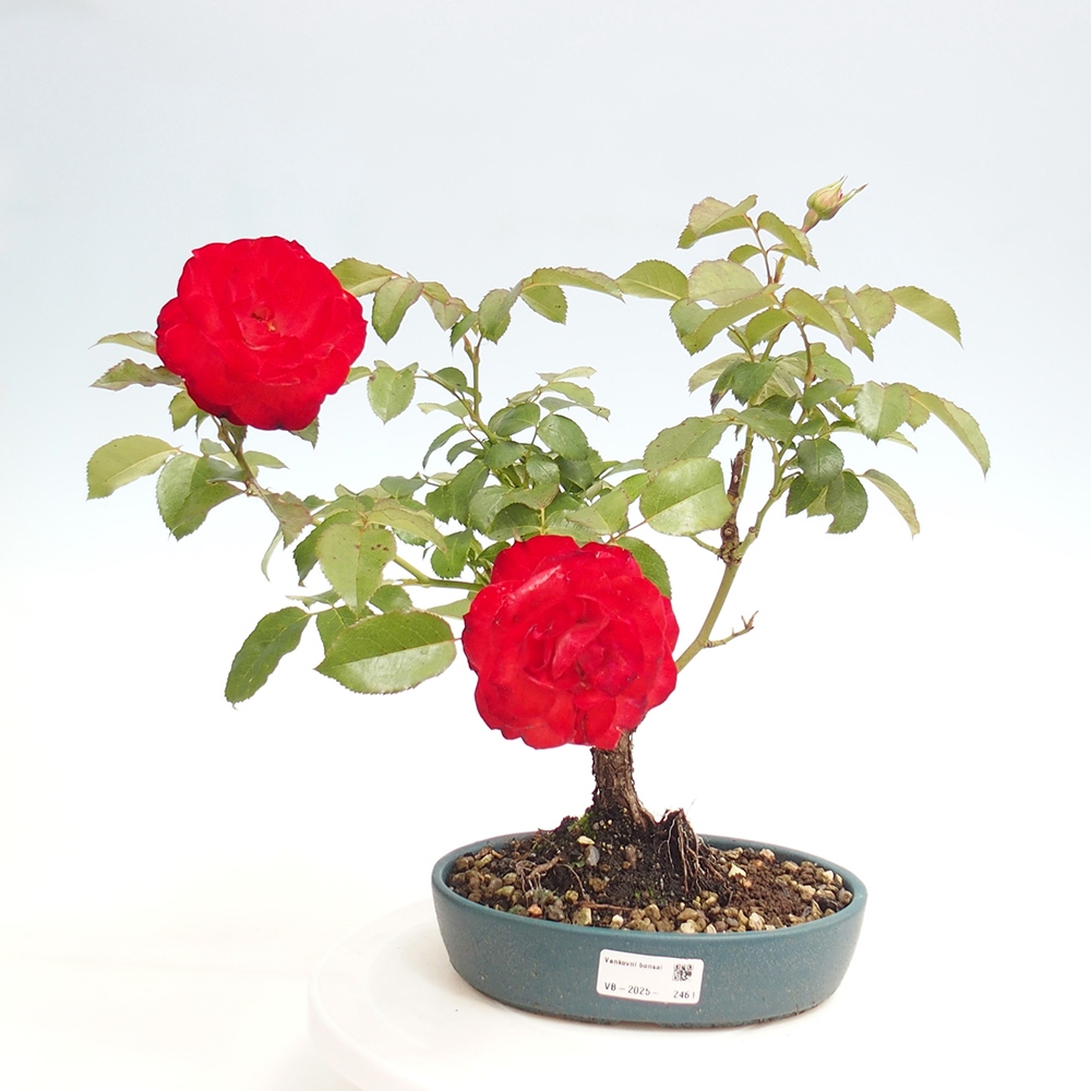 Bonsai da esterno - Rosa Kordes - rosa