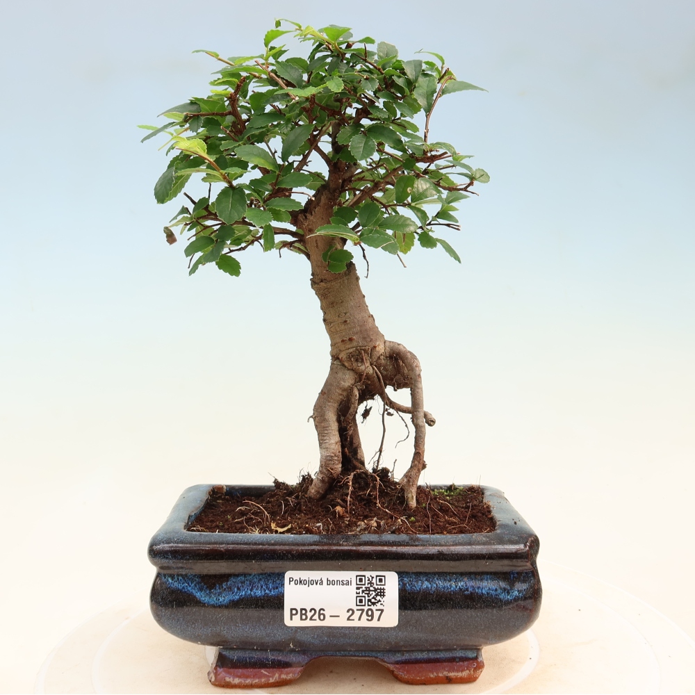 Camera bonsai - Ulmus parvifolia - Olmo a foglie piccole