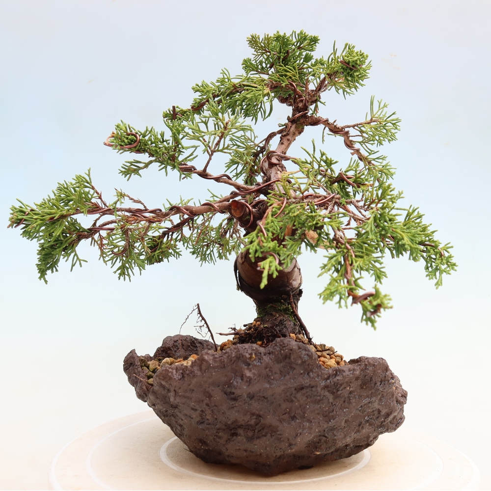 Bonsai da esterno - Juniperus chinensis Itoigawa-Juniperus chinensis