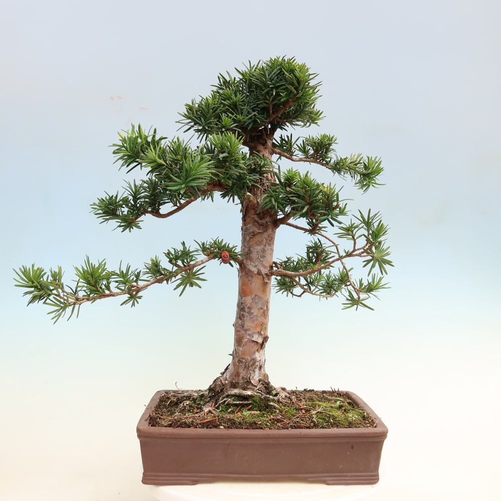 Bonsai da esterno - Taxus cuspidata - Tasso giapponese