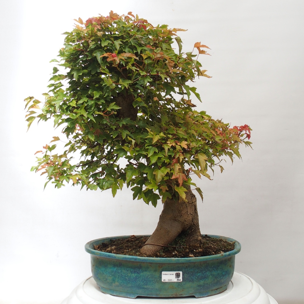 Bonsai da esterno - Acer Buergerianum - Acero di Burger