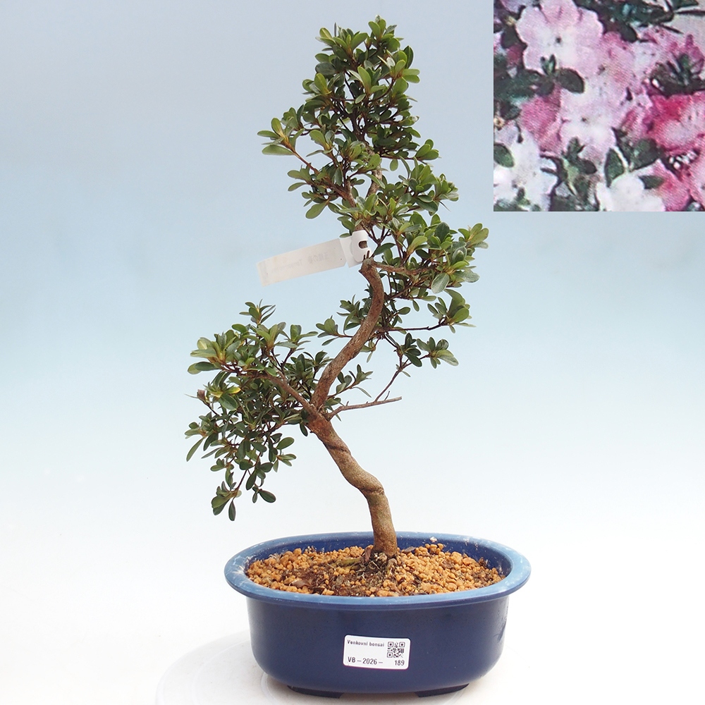 Bonsai da esterno - Azalea giapponese - Azalea Tamaori-no-Haru