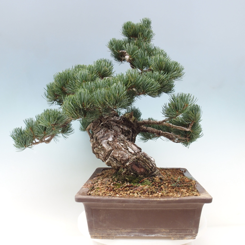 Bonsai da esterno - Pinus parviflora - Pinus parviflora