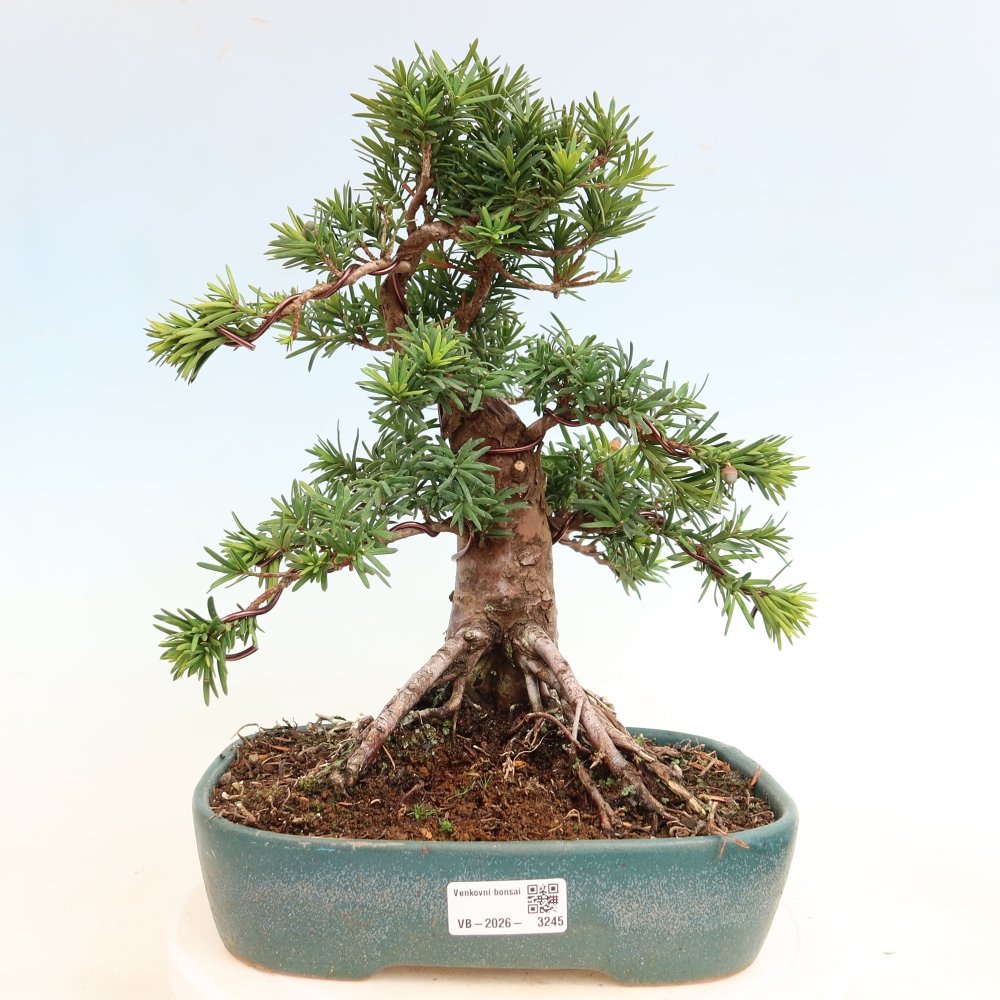 Bonsai da esterno - Taxus cuspidata - Tasso giapponese