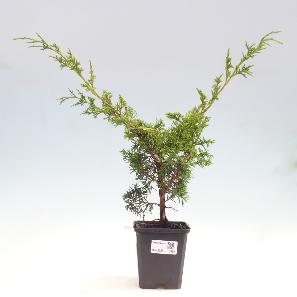 Bonsai da esterno - Juniperus chinensis Itoigawa