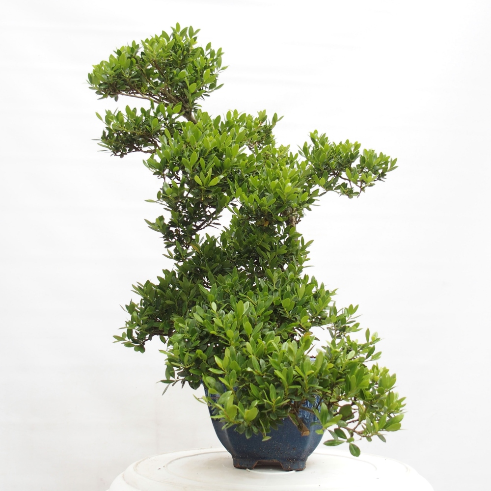 Camera bonsai - Ilex crenata - Agrifoglio