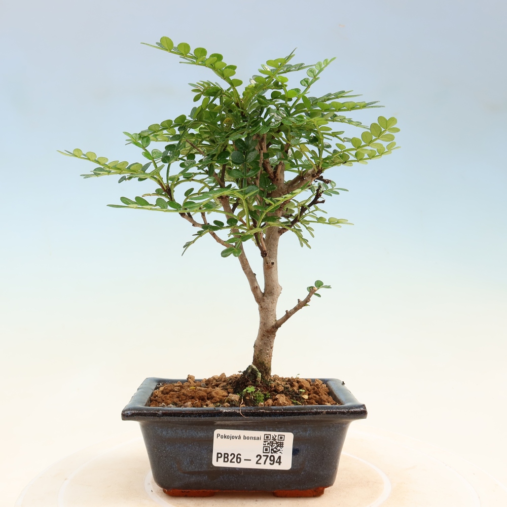 Camera bonsai - Zantoxylum piperitum - albero del pepe
