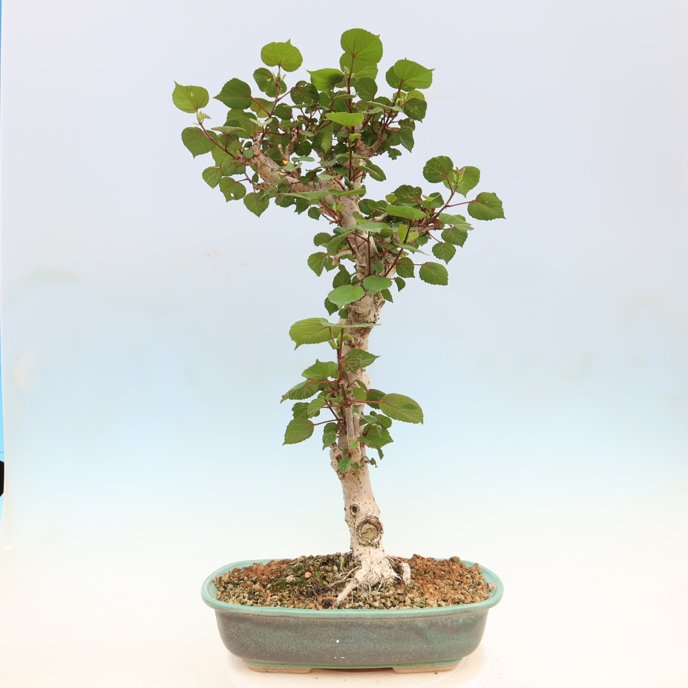 Bonsai da interno - Hibiscus tiliaceus - Ibisco marino