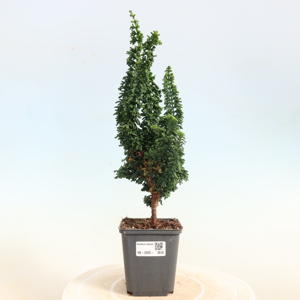 Bonsai da esterno - Cham. obtusa SEKKA HINOKI - Cipresso