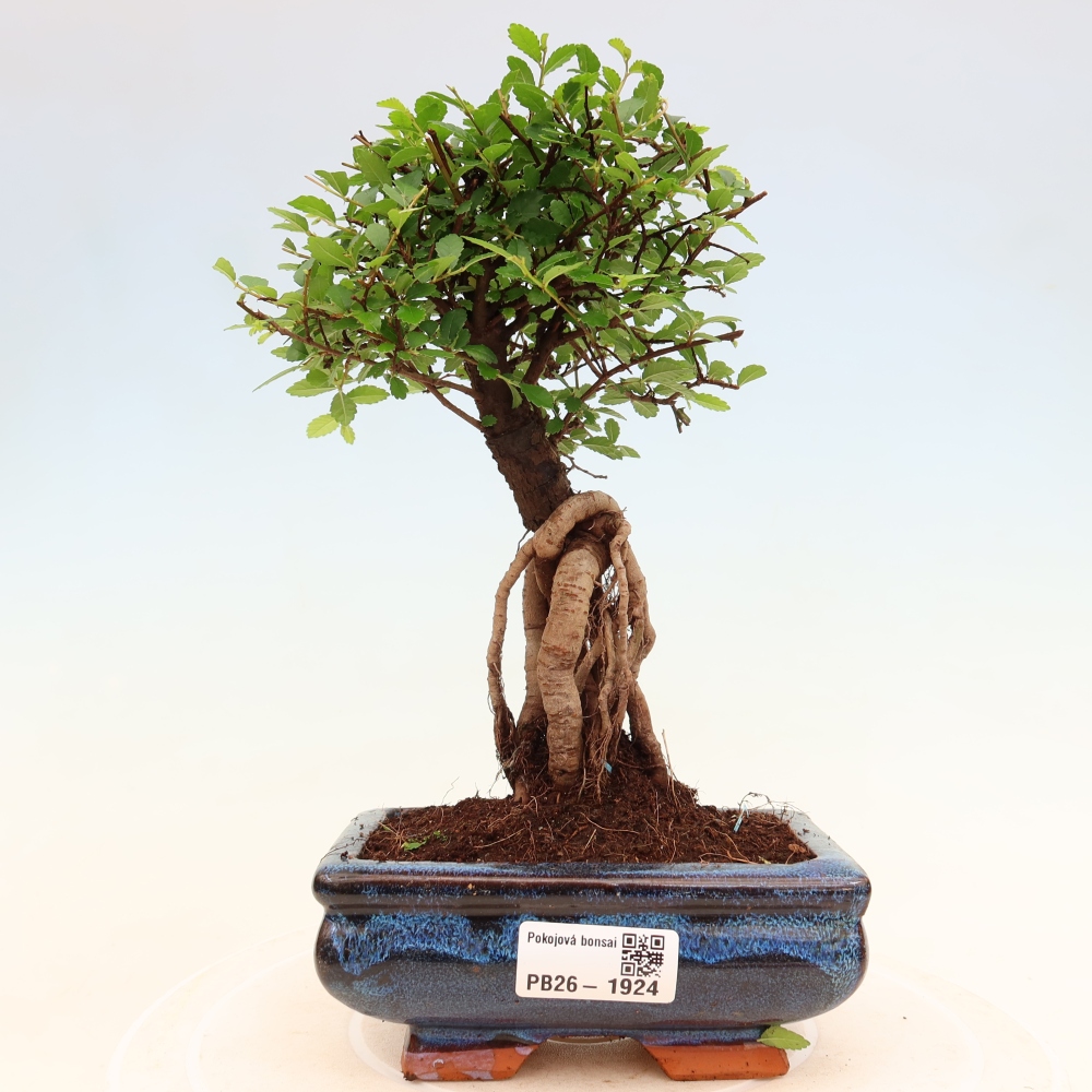 Camera bonsai - Ulmus parvifolia - Olmo a foglie piccole