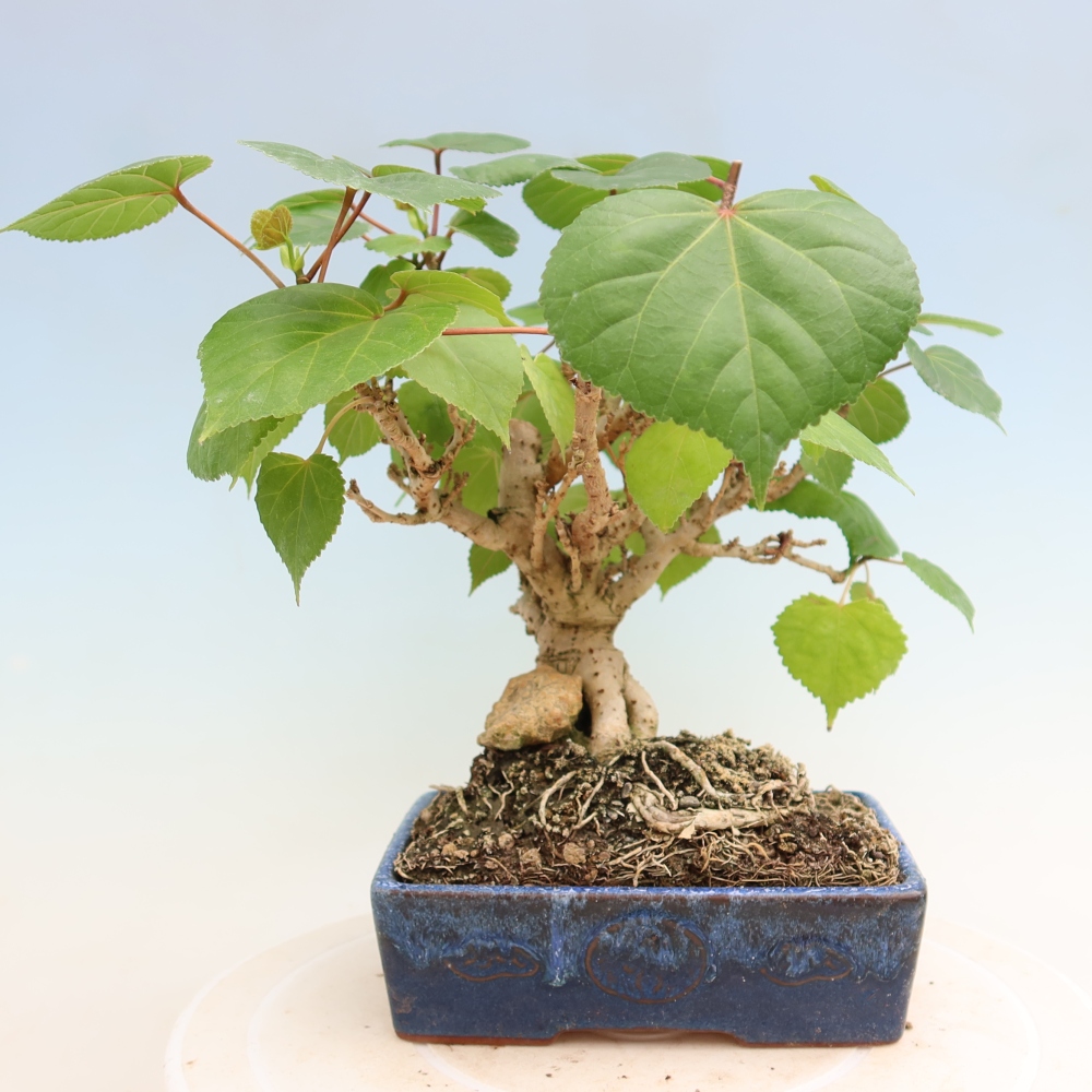 Bonsai da interno - Hibiscus tiliaceus - Ibisco marino