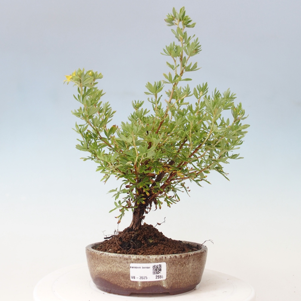 Bonsai da esterno - Potentila fruticosa yellow Bird