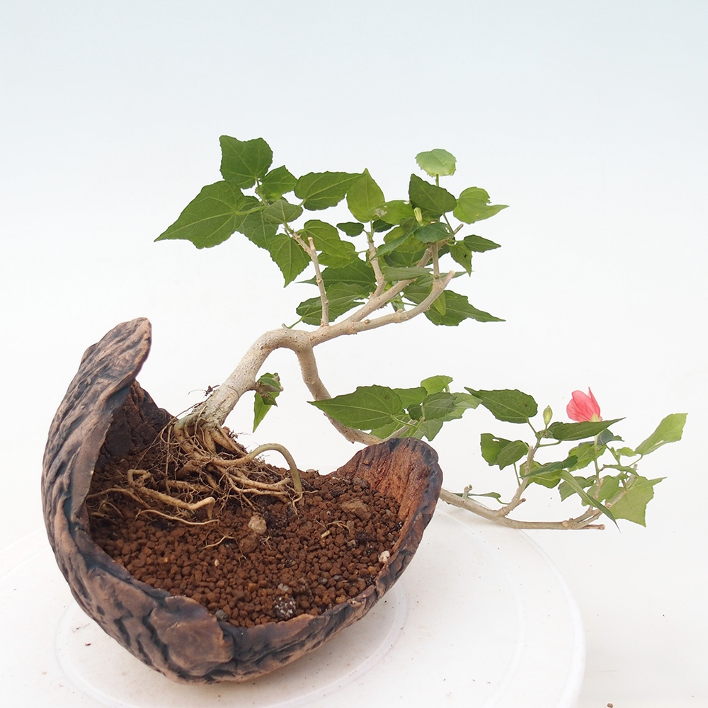 Bonsai da interno - Malvaviscus arboreus