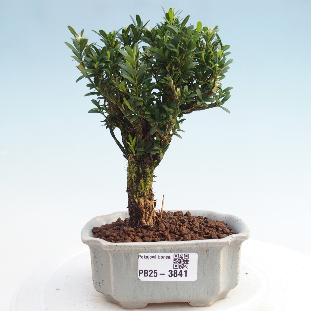 Camera bonsai - Buxus harlandii - buxus da sughero