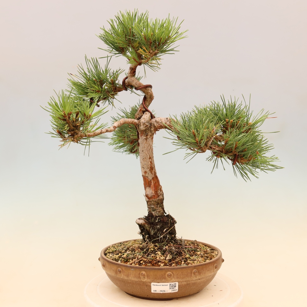 Bonsai da esterno - Pinus Sylvestris Watererri - Pino silvestre