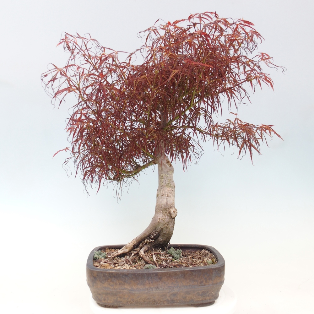 Bonsai da esterno - Acer palmatum RED PYGMY