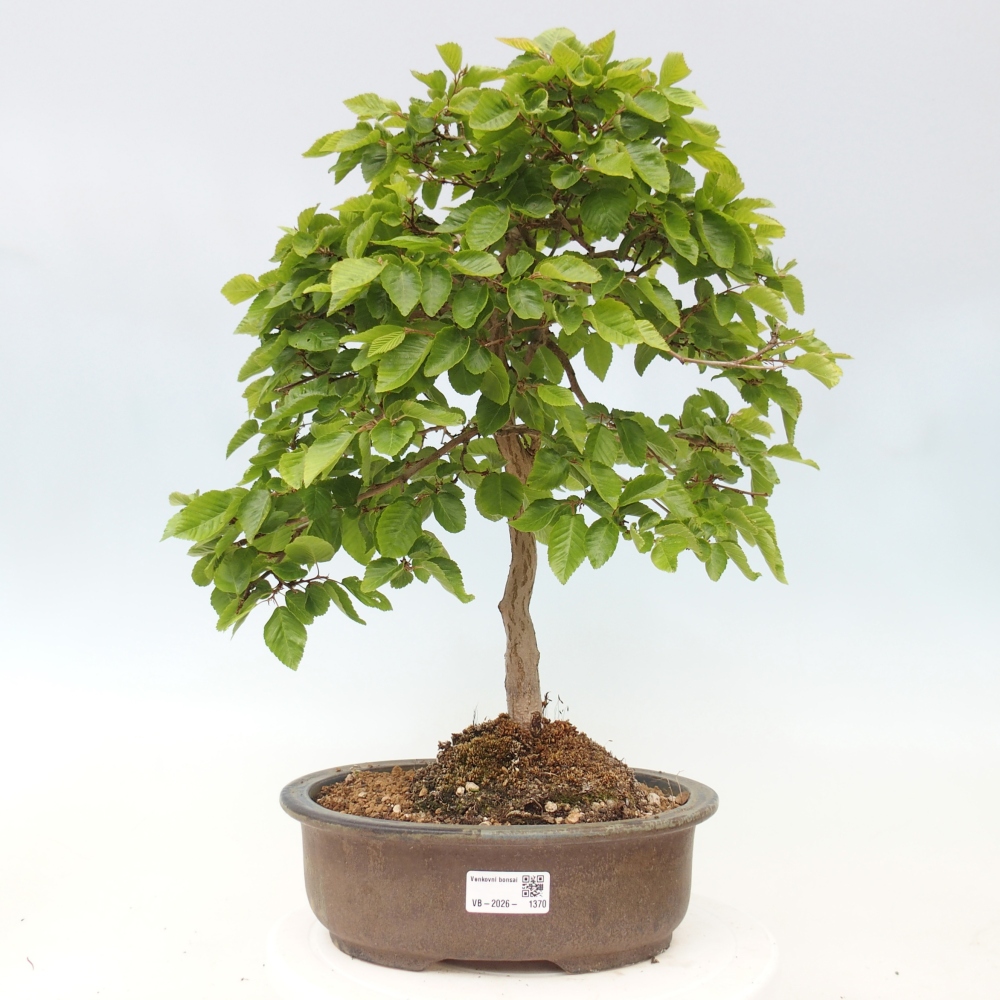 Bonsai da esterno -Carpinus CARPINOIDES - Carpino coreano