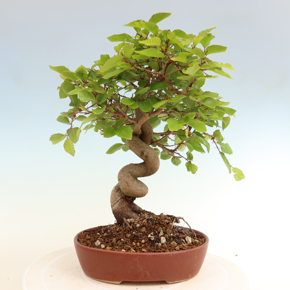 Bonsai da esterno -Carpinus Coreana - Carpino coreano