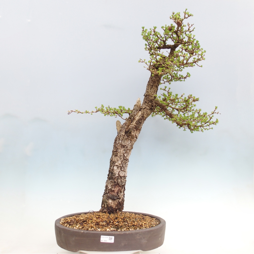 Bonsai da esterno -Larix decidua - Larice - Solo trasporto su pallet