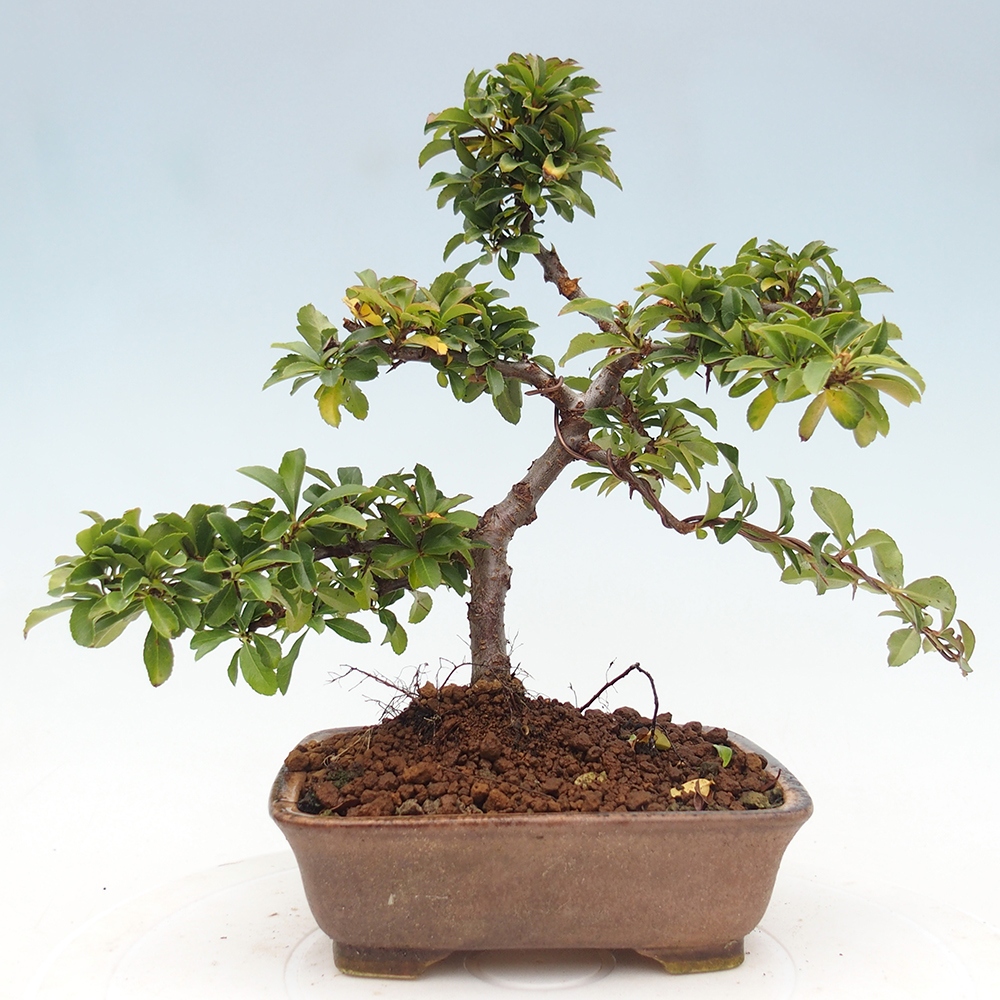 Bonsai da esterno-Pyracantha Teton -Hlox